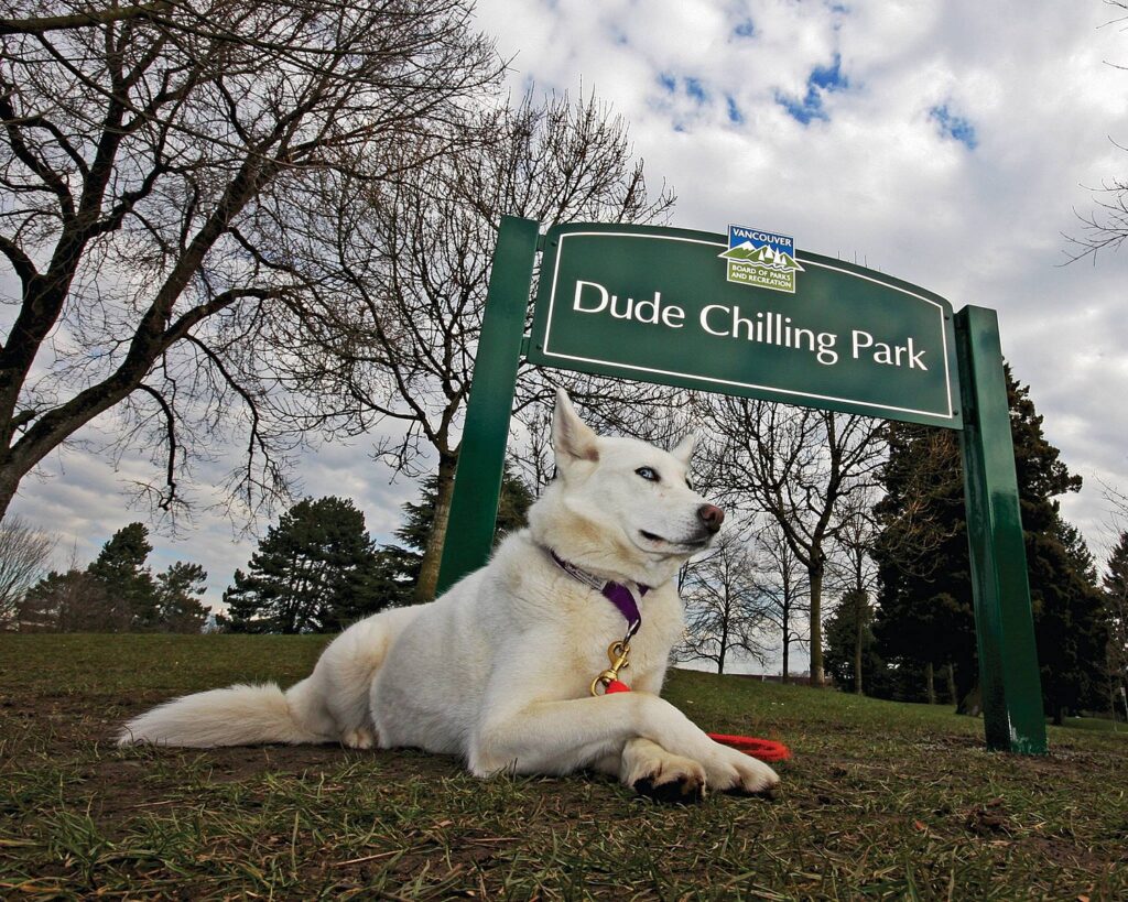 A large white dog lies in front of a park sign reading "Dude Chilling Park". (Yes, really. It's in Vancouver.)