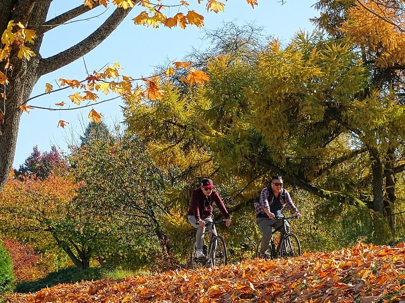 Two young men cycle through a maple forest in autumn, in Stanley Park, Vancouver.