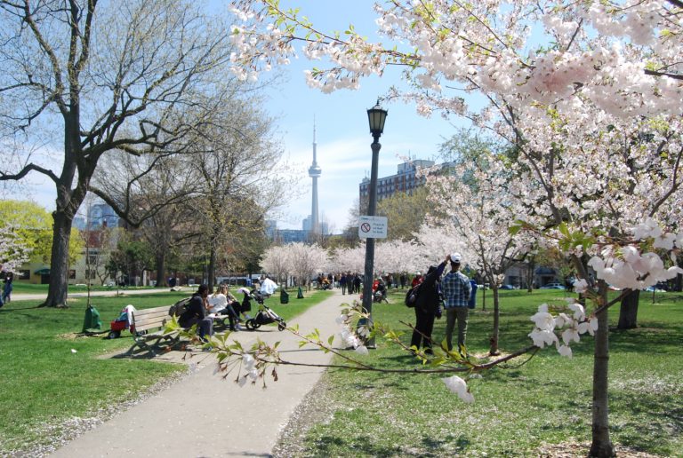 A photo of Trinity Bellwoods Park in Toronto, prominently featuring a blooming cherry blossom tree, with pedestrians walking and the CN Tower in the backdrop.