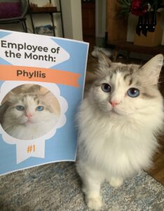 Employee of the Month: Phyllis the Cat
