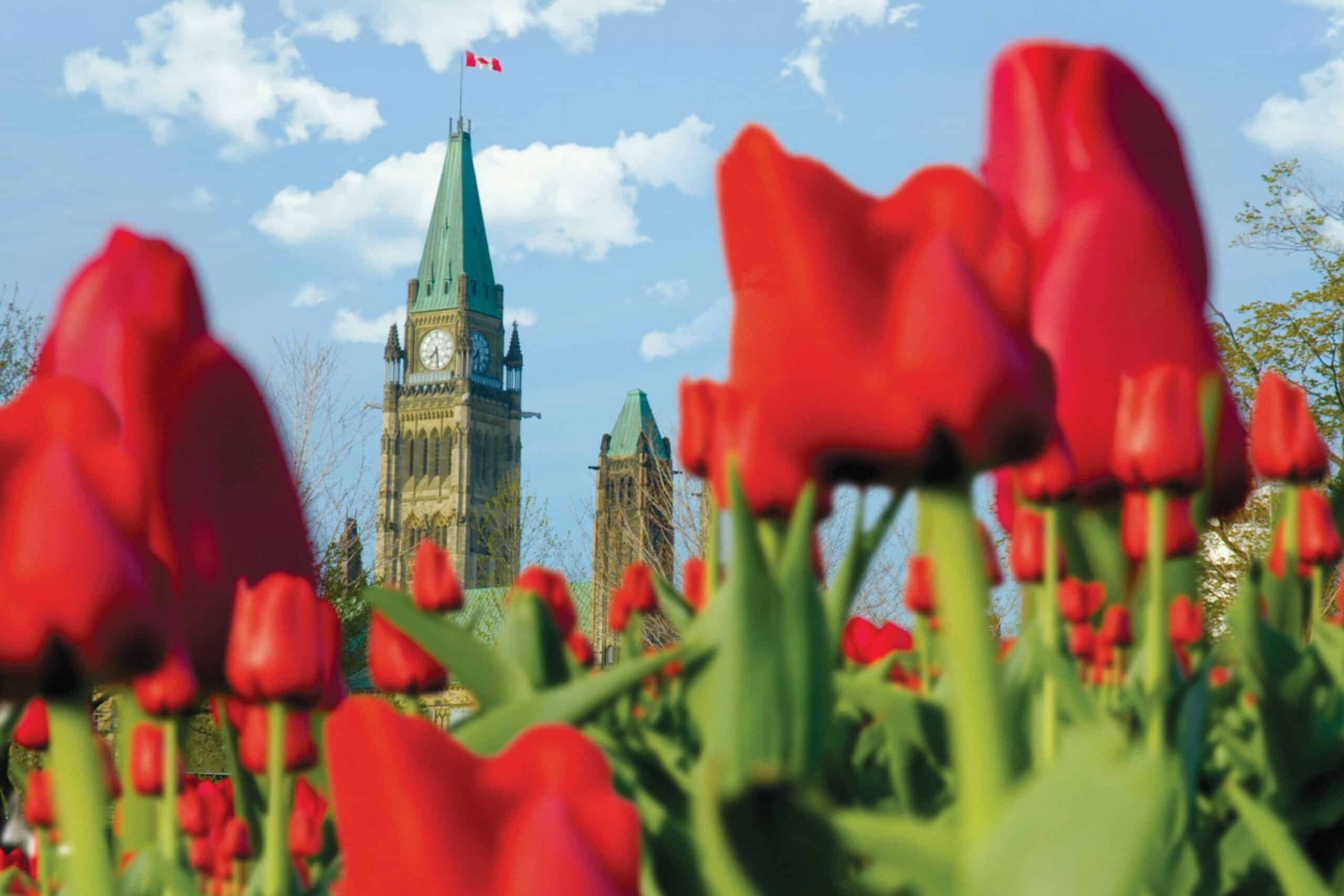 Tulips in Ottawa