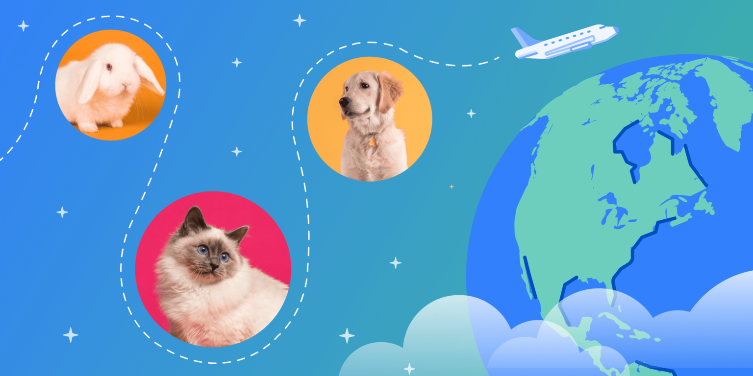 Can I Bring My Pet While Studying Abroad? ApplyBoard