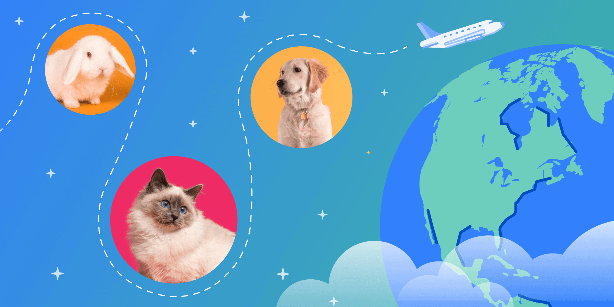 Can I Bring My Pet While Studying Abroad? ApplyBoard