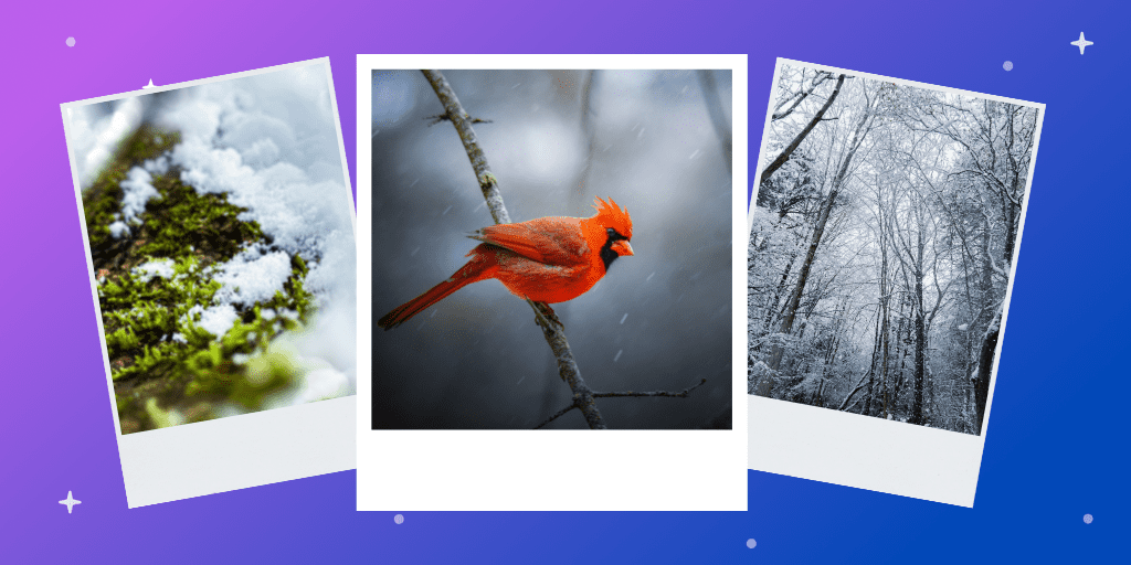 Three photographs showcasing different scenes of winter wonderlands for students in Ontario, including a snowy forest, snow-covered moss, and a bright red cardinal.