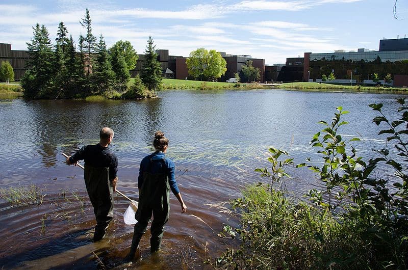 Two people wade into the research pond at Nipissing University in Ontario. The pond is ringed by a boreal forest and mid-height brick campus buildings.