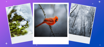 Three photographs showcasing different scenes of winter wonderlands for students in Ontario, including a snowy forest, snow-covered moss, and a bright red cardinal.